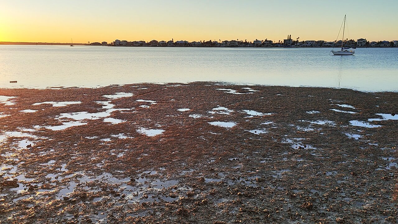 Madeira Beach, Florida. oysters Squirting, Low Tide 7.30am 11/2024