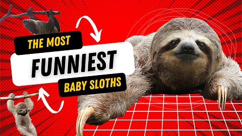 Baby Sloths (piccoli bradipi) - Funniest compilation