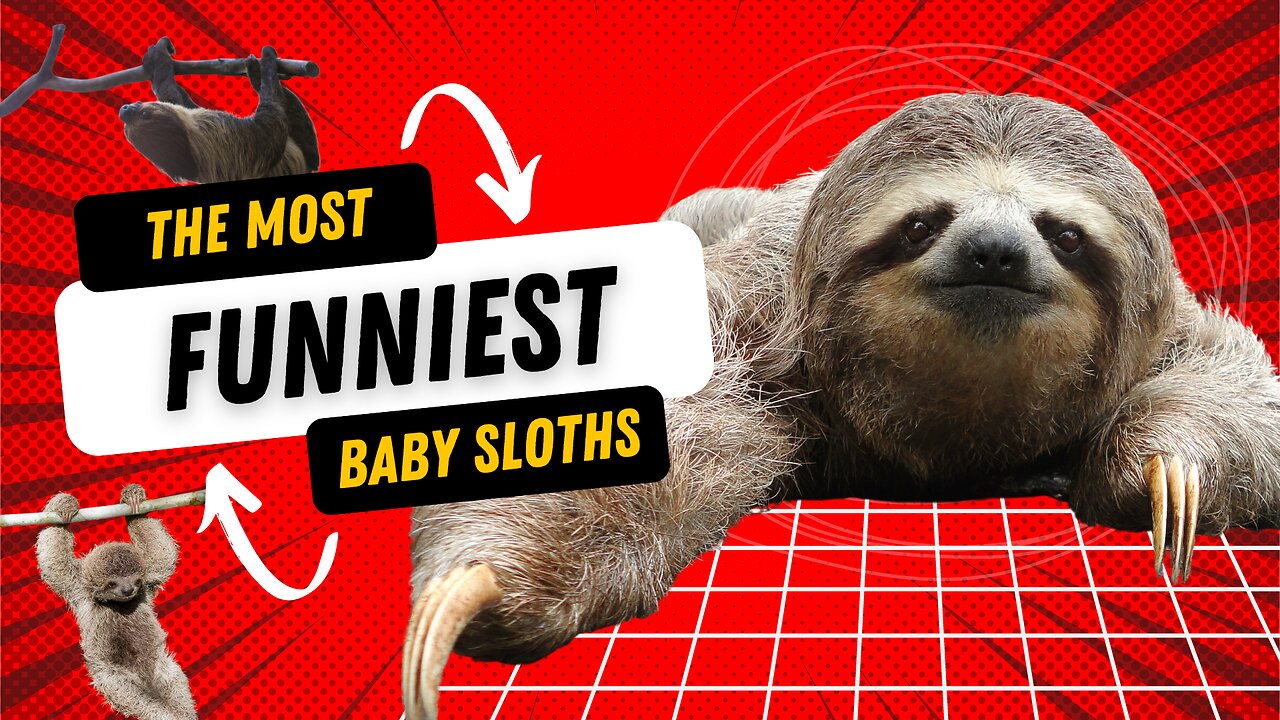 Baby Sloths (piccoli bradipi) - Funniest compilation