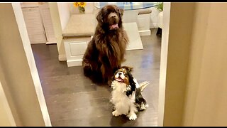 Newfie And Cavalier Play Their Favorite Game