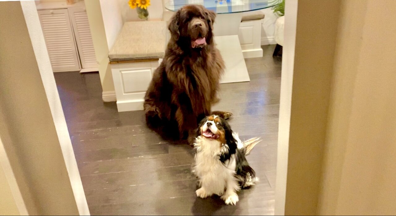 Newfie And Cavalier Play Their Favorite Game