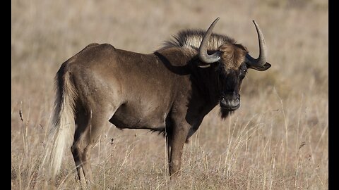 5 Fun Facts About The Black Wildebeest