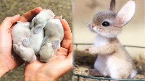 AWW SO CUTE!!! Cutest baby animals Videos Compilation Cute moment of the Animals