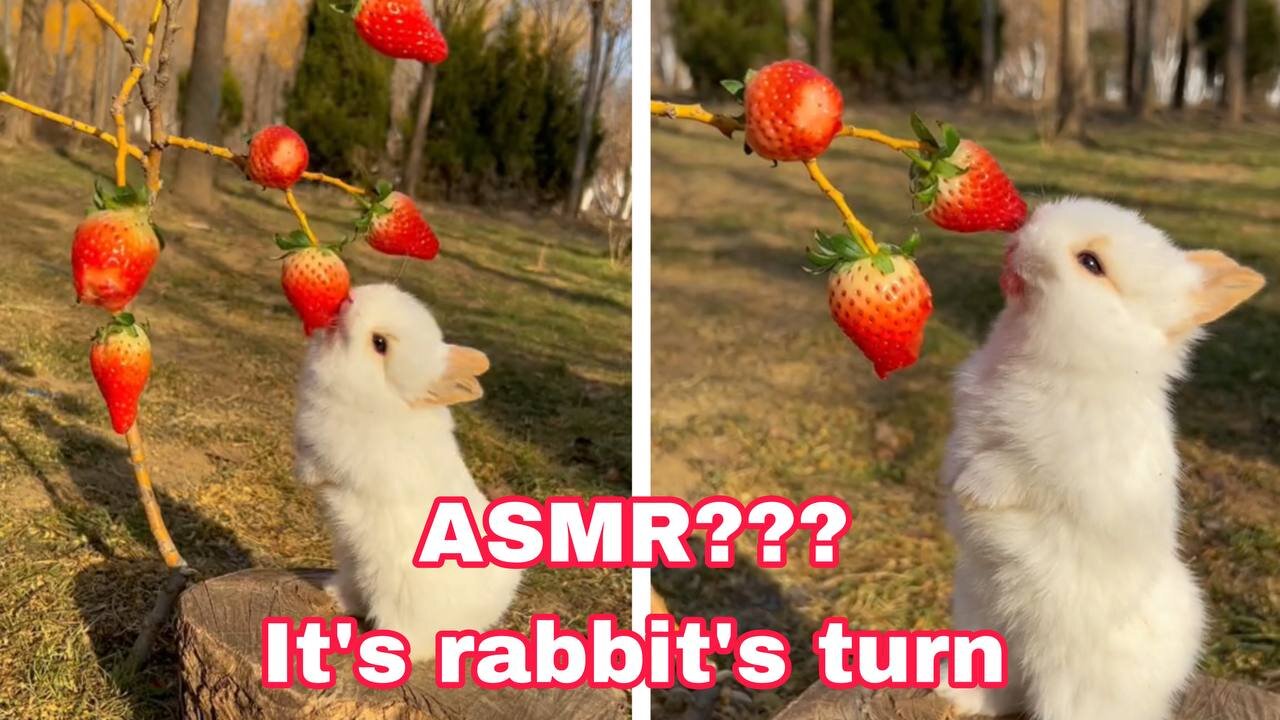 Rabbit's ASMR