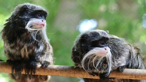 Man arrested in connection to Dallas Zoo monkey thefts