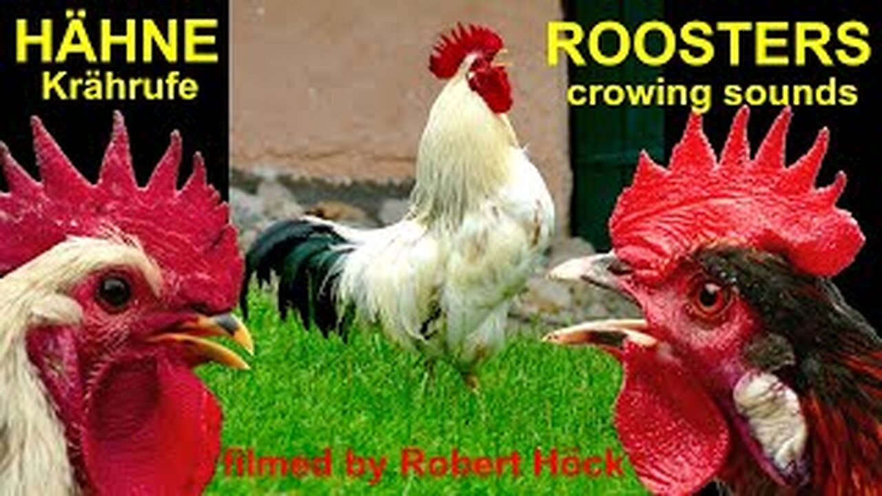 Isbar, Sussex, Brahma, Serama, Cemani, Vorwerk, Bantam