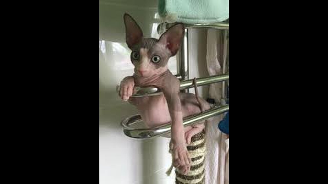 hairless cat dancing