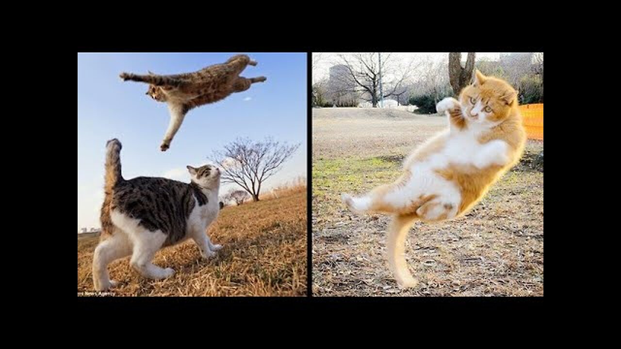 funny animals that will make you laugh XD