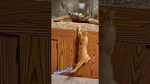 You would be jumping for you, too, if your toys came alive!