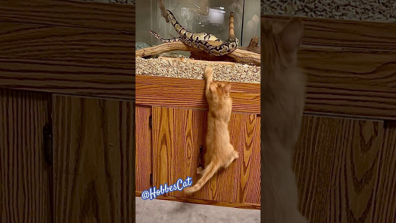 You would be jumping for you, too, if your toys came alive!