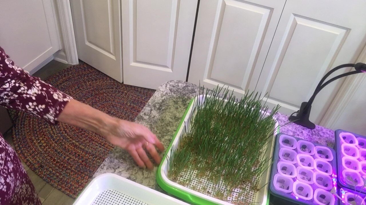 Wheatgrass, Countertop Hydroponics Aerogarden