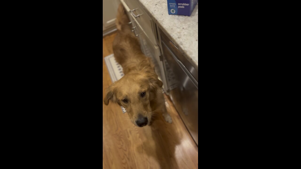 Watch Trying to resist a piece of Steak!!