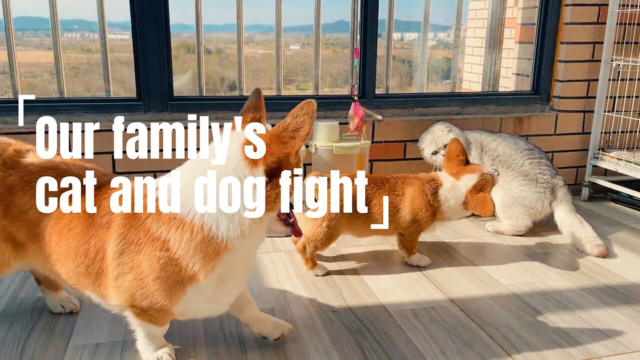 Dog and cat fight! Little Kirky is full of energy. After pinching the dog, pinch the cat!