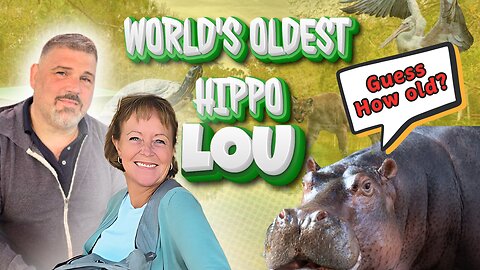 The Incredible Life of the World's Oldest Hippo