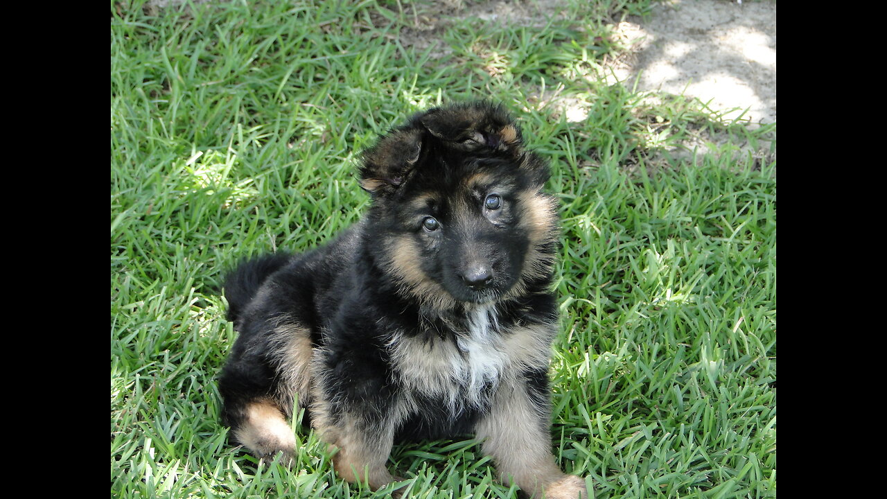 Puppies outside playing Jules has been such a great mama German Shepherds