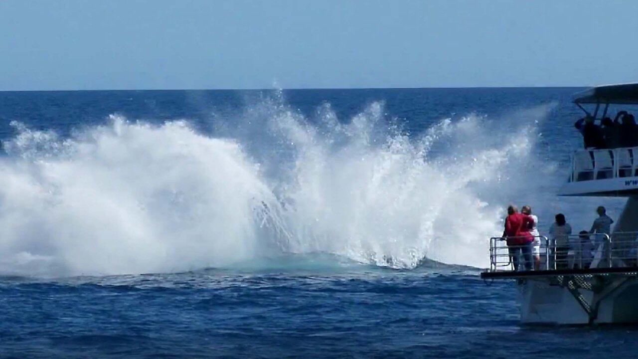 Humpback Whale Symphony