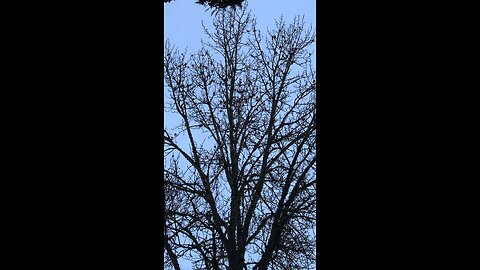 Bird Wedding