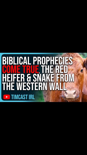Biblical Prophecies COME TRUE, The Red Heifer & The Snake From The Western Wall
