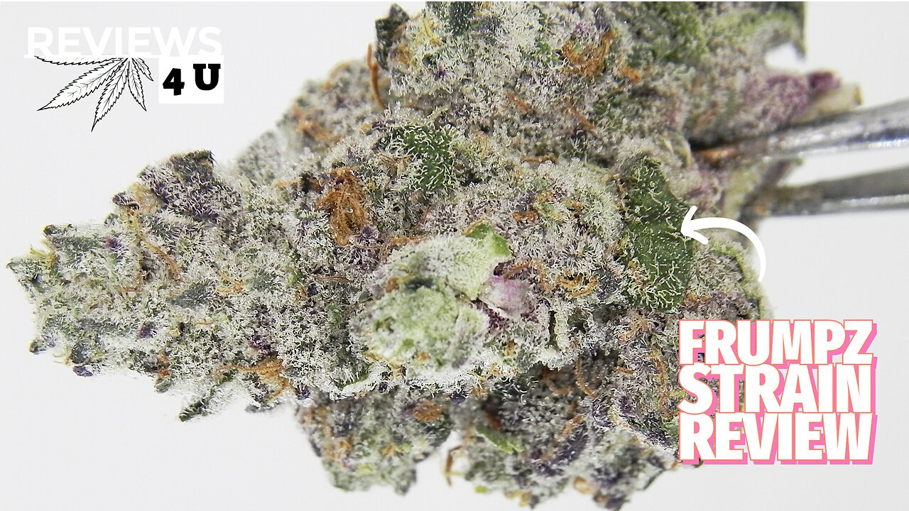 FRUMPZ STRAIN REVIEW | THC REVIEWS 4 U - HYBRID QUADS