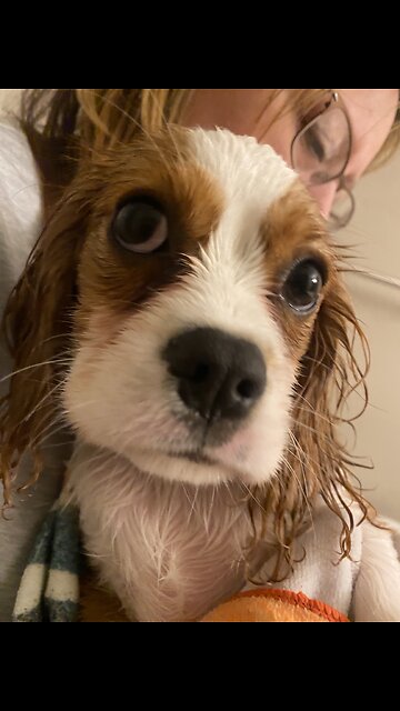 Charlie Says Hi! 🐾