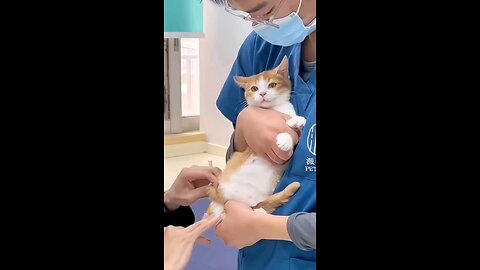 Cute Cat baby funny video 😍😸 / #funnyvideo #wow #entertainment