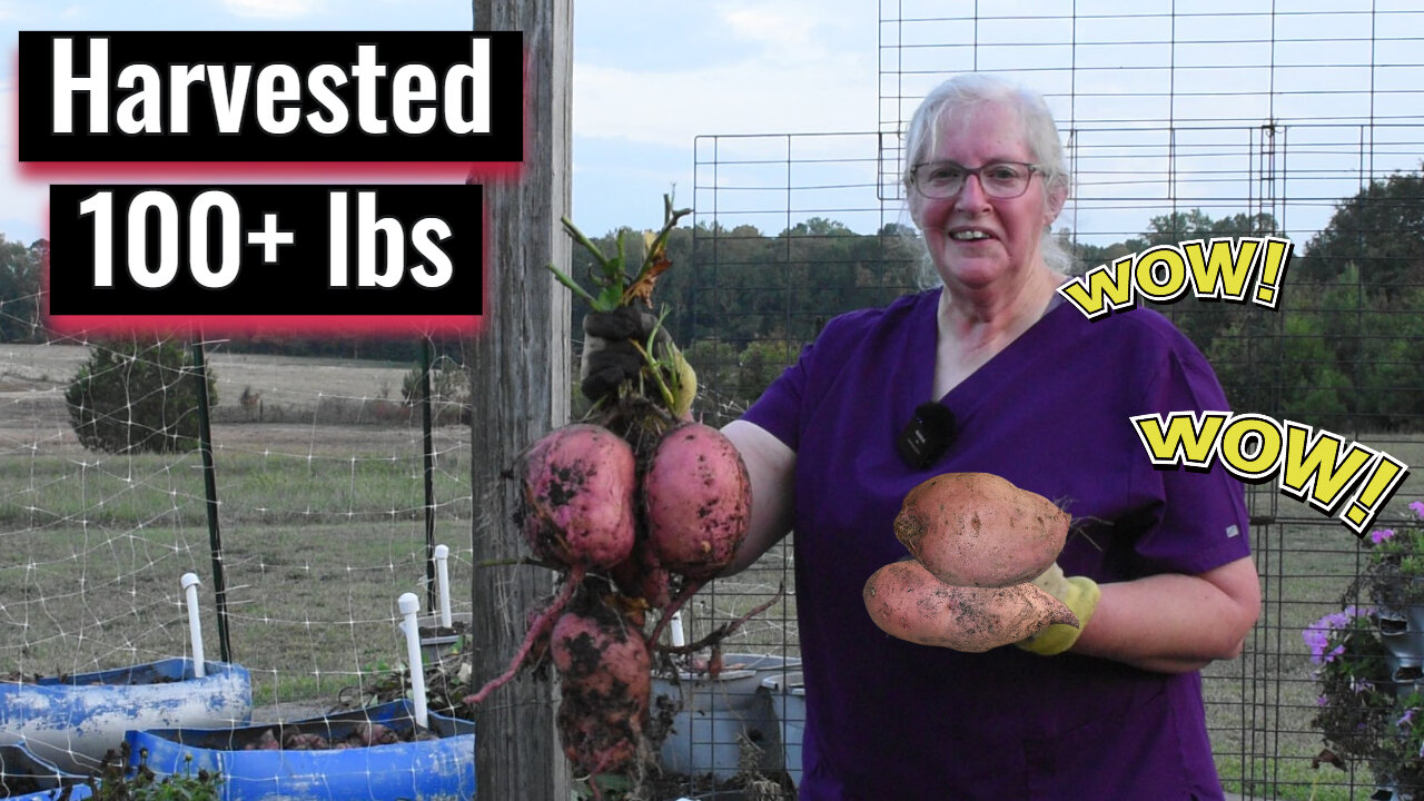 Amazing Sweet Potato Harvest: Watch as We Unearth a Bounty, Inspirational Thought