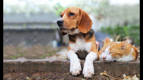 Funny dog🙀🐈🐈🐈