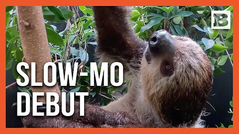 Hanging Out: Berry the Sloth Embarks on New Life at Oregon Zoo