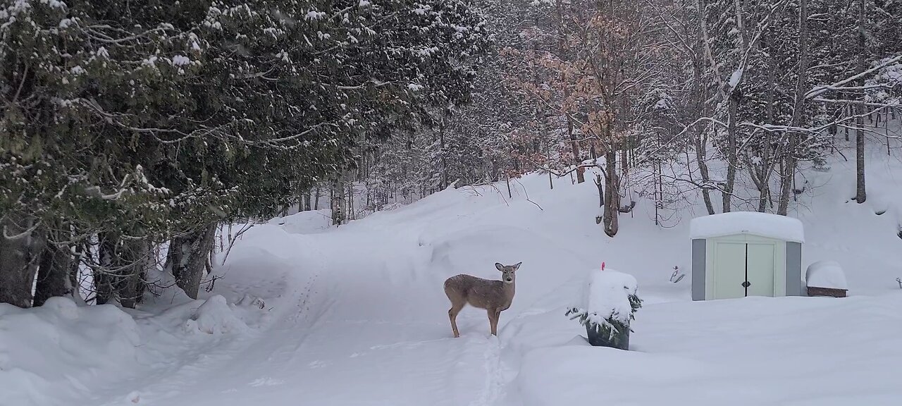 Snowy day for the deer