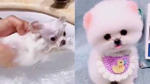 Is Puppy looking good?
