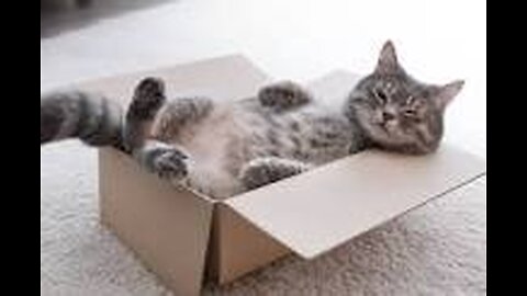 Adorable Cat Sitting Inside A Cardboard Box At Home