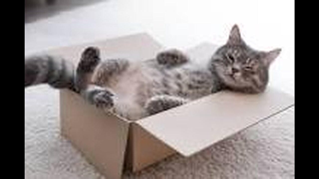 Adorable Cat Sitting Inside A Cardboard Box At Home