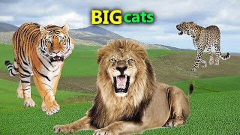 Big Cats - The Sound of Wild Big Cats - Wild Cats