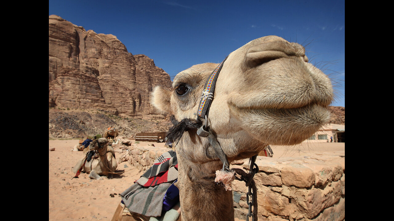 "Wow ! Camels Drink THIS Much Water ?" - Amazing Camel Facts !