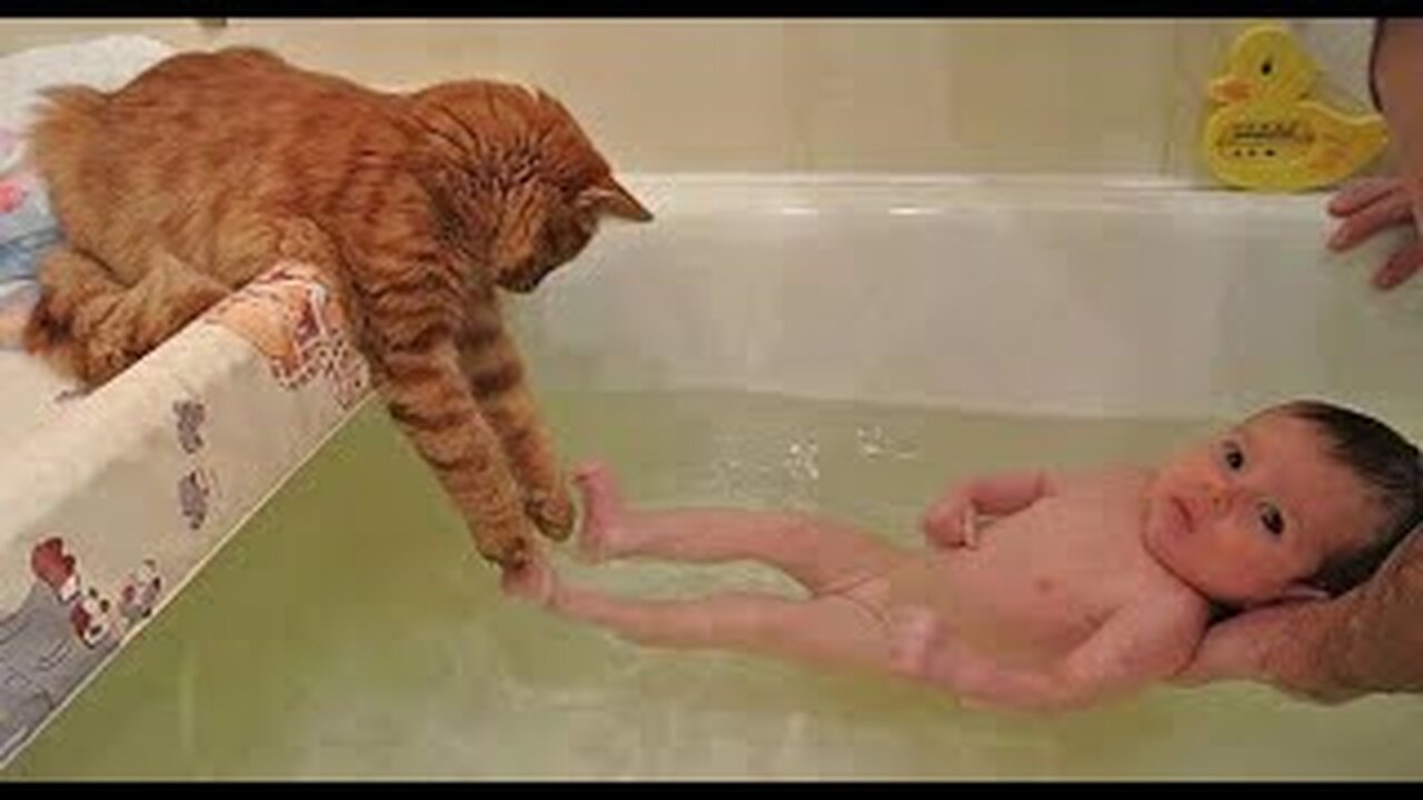 😺 I will teach you how to swim! 🐈 Videos of funny cats and kittens for a good mood! 😻