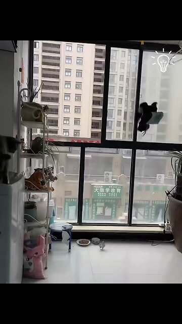 Lets Imagine this crow as your Neighbour #fly #crow