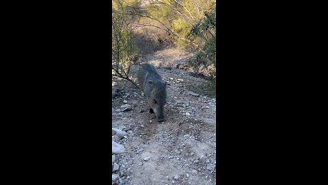 Desert Javelina