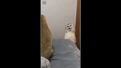 My cute little Cat want to say something