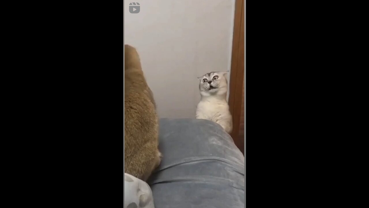 My cute little Cat want to say something