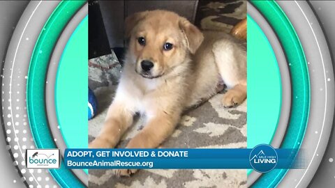 Get Involved! // Bounce Animal Rescue