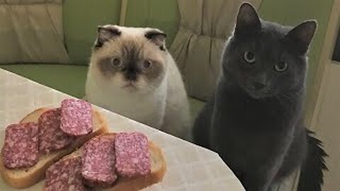 Funny animals - Funny cats / dogs - Funny animal