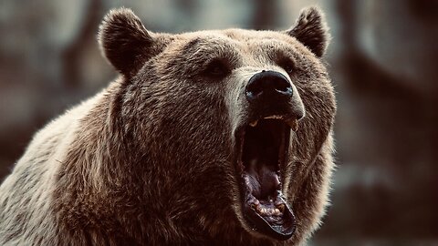 5 Fun Facts About The Brown Bear