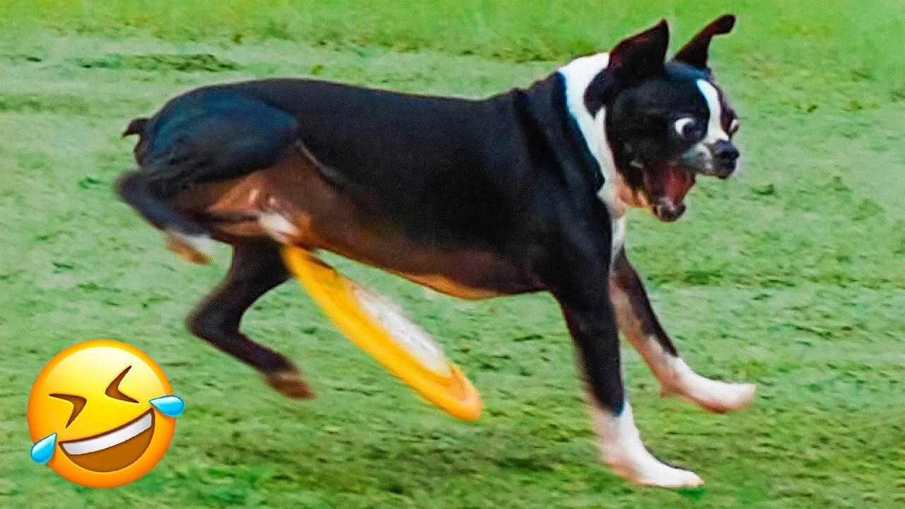 Funniest Cats And Dogs Videos 😅 - Best Funny Animal Videos 2022 😍 #2