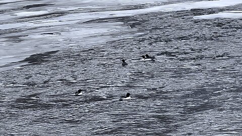 Humber River Mergansers