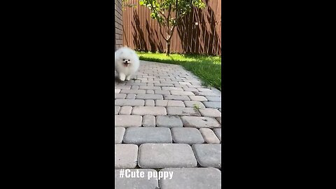 Cute puppy