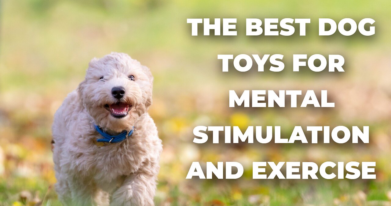 The Best Dog Toys for Mental Stimulation and Exercise