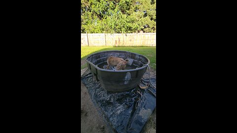 puppy pool?