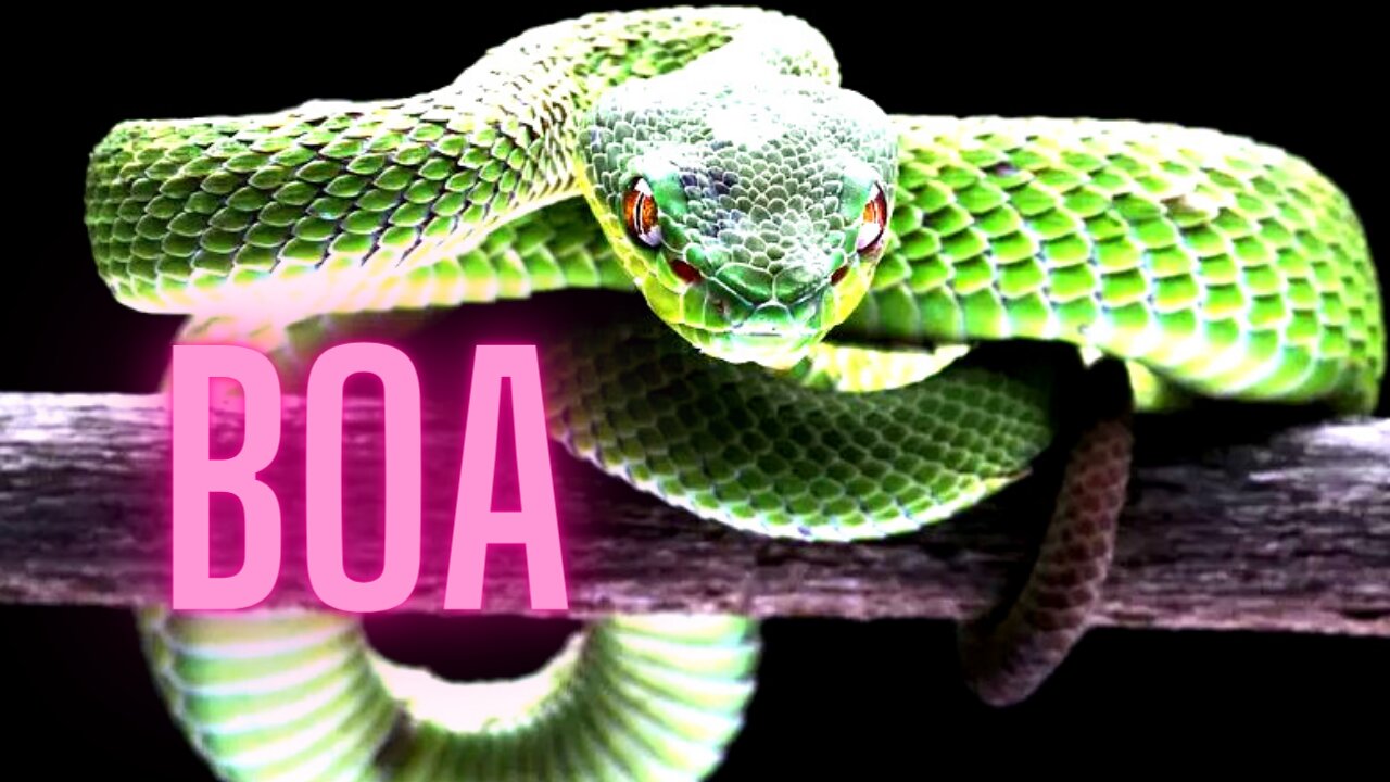 Why I chose the name Boa