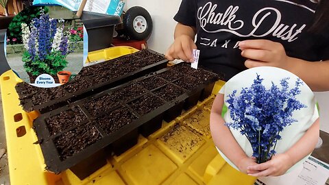 Starting More Seeds:'Victoria Blue" Salvia & Delphinium 'Dwarf Magic Fountain'\\DMA