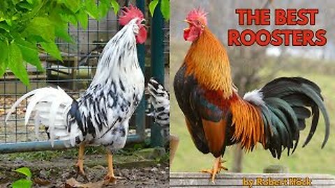 The most beautiful chicken breeds in quick succession, with rooster crows to compare